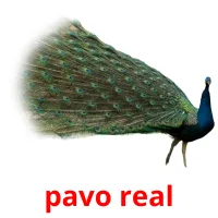 pavo real ansichtkaarten