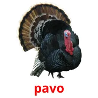 pavo Tarjetas didacticas