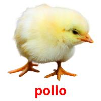 pollo card for translate