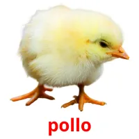 pollo ansichtkaarten