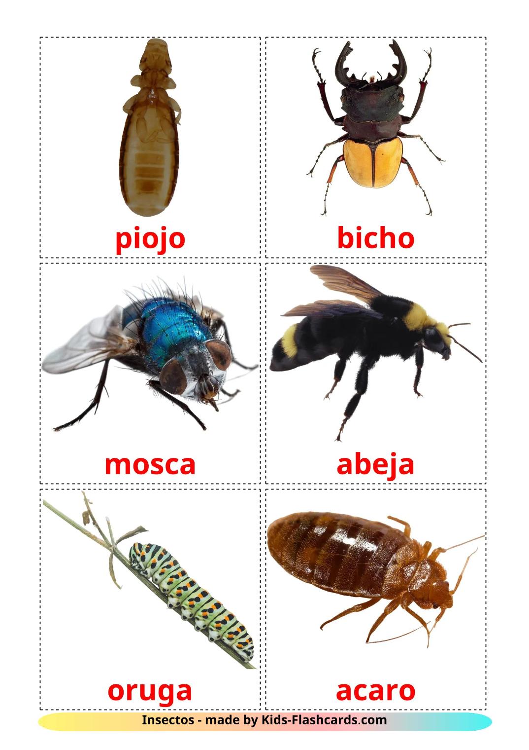 Insectos - 24 fichas de español para imprimir gratis 