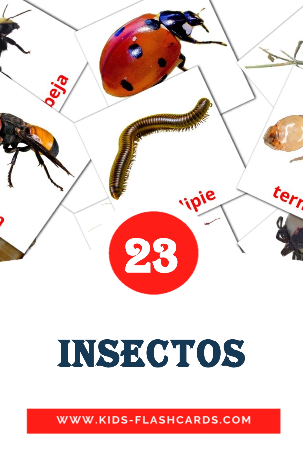 Insectos на испанском для Детского Сада (23 карточки)