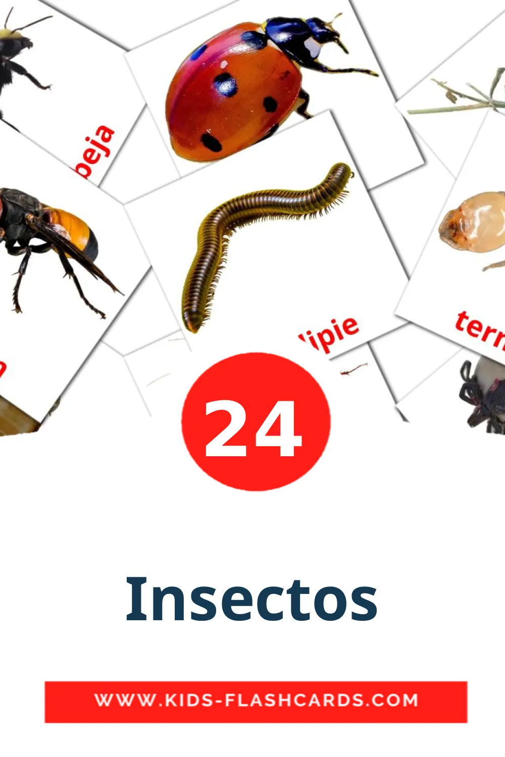 24 tarjetas didacticas de Insectos para el jardín de infancia en español