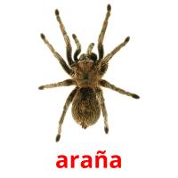 araña card for translate