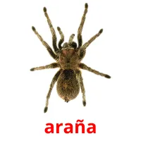 araña Tarjetas didacticas