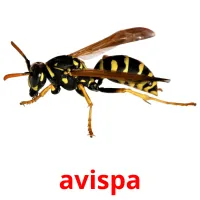 avispa Tarjetas didacticas