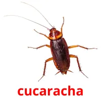 cucaracha Tarjetas didacticas