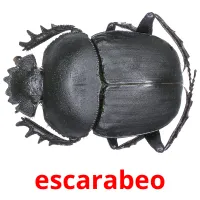 escarabeo Tarjetas didacticas