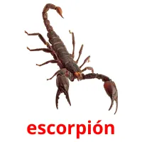 escorpión Tarjetas didacticas