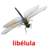 libélula Tarjetas didacticas