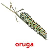 oruga Tarjetas didacticas