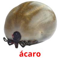 ácaro card for translate