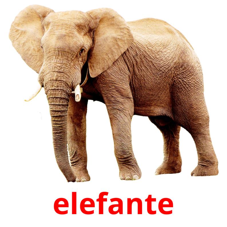 elefante picture flashcards