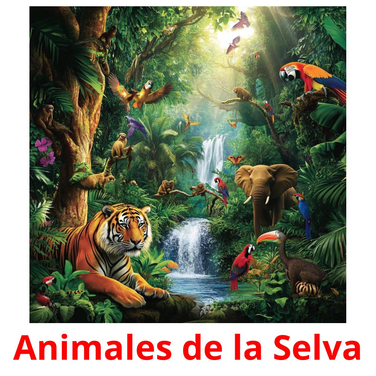 Animales de la Selva ansichtkaarten