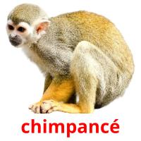 chimpancé card for translate