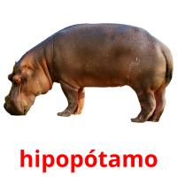 hipopótamo picture flashcards