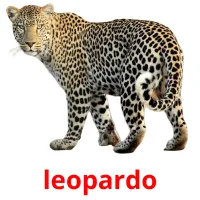 leopardo Tarjetas didacticas