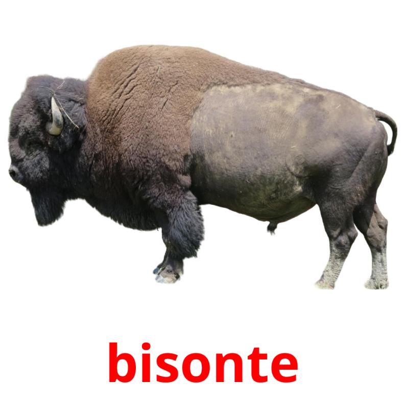 bisonte picture flashcards