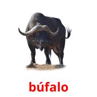 búfalo picture flashcards
