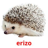 erizo flashcards illustrate