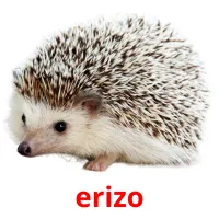 erizo cartões com imagens