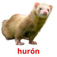 hurón card for translate