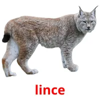 lince cartões com imagens