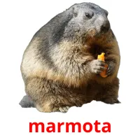 marmota cartões com imagens