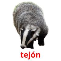 tejón picture flashcards