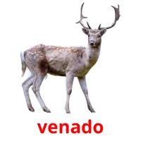 venado cartões com imagens