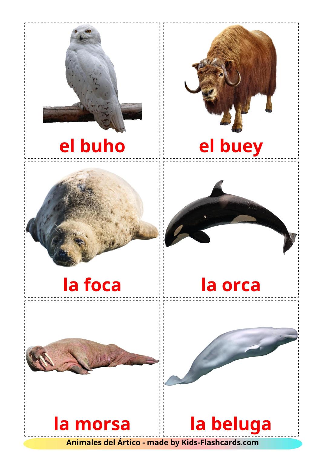 Arctic animals - 14 Free Printable spanish Flashcards 