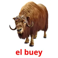 el buey cartões com imagens