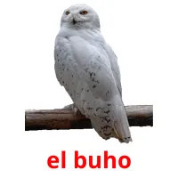 el buho cartões com imagens