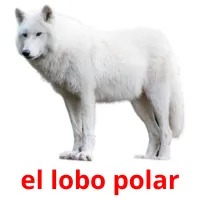 el lobo polar cartões com imagens