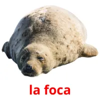 la foca cartões com imagens