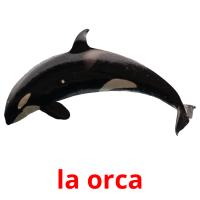 la orca picture flashcards