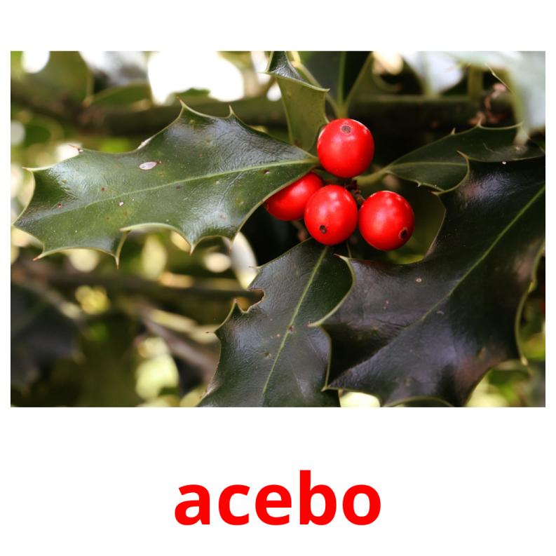 acebo picture flashcards