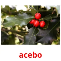 acebo picture flashcards