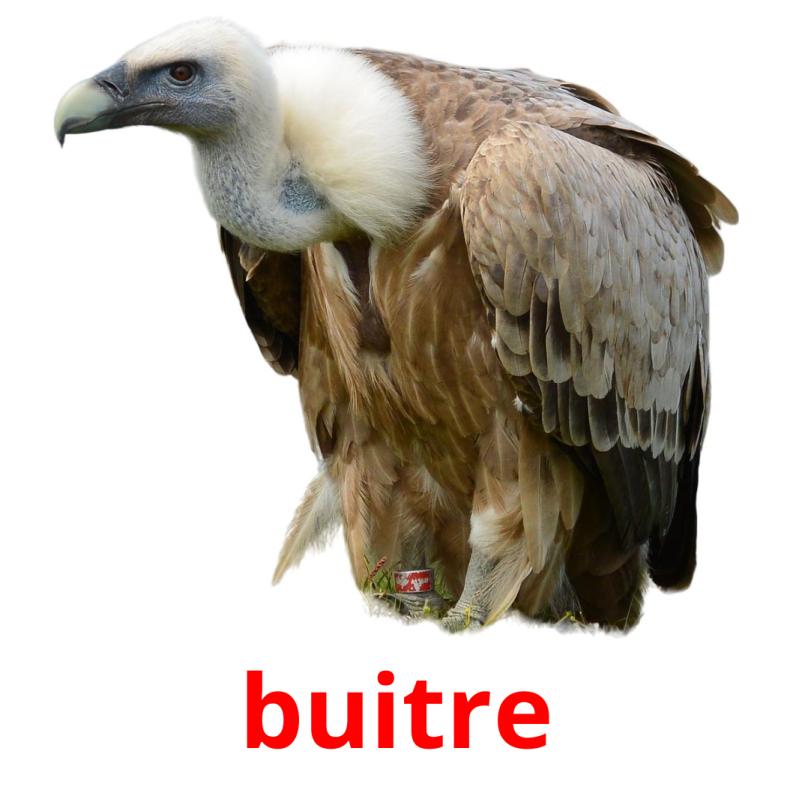 buitre picture flashcards