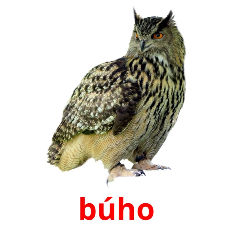 búho picture flashcards