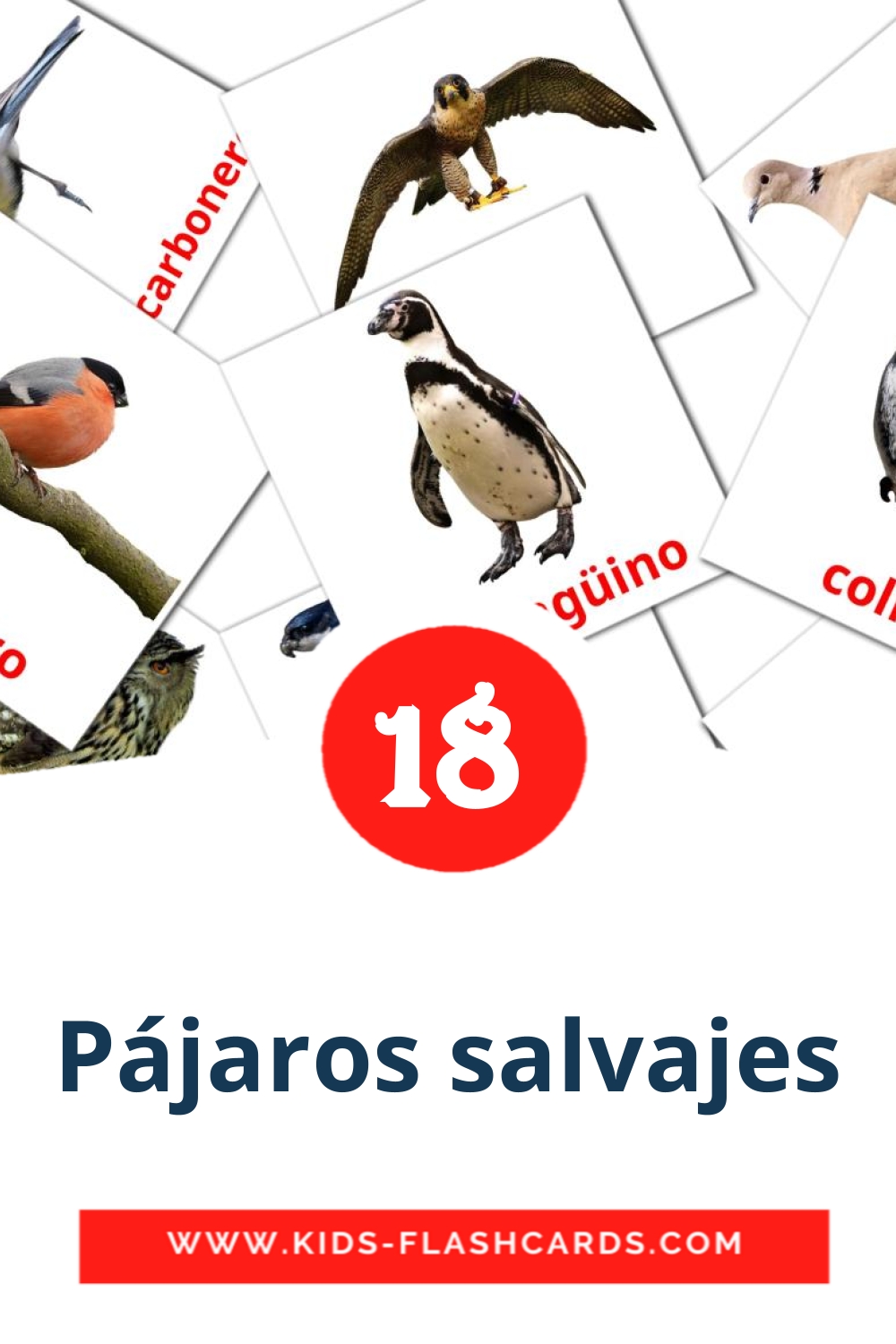 18 Pájaros salvajes Picture Cards for Kindergarden in spanish