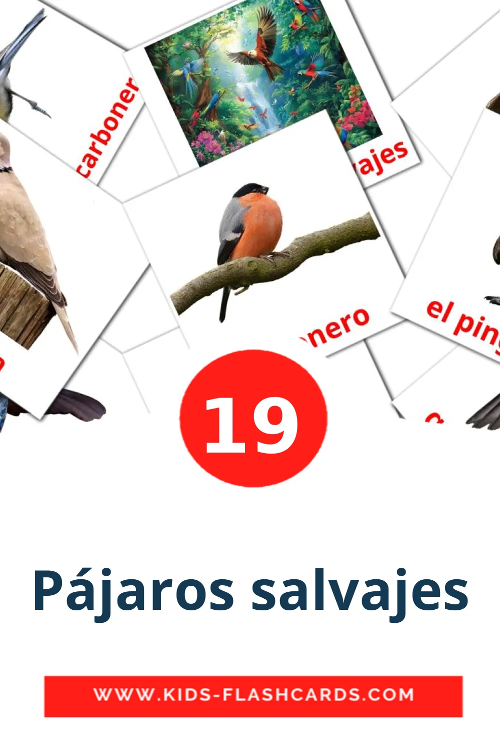 19 Pájaros salvajes Bildkarten für den Kindergarten auf Spanisch