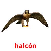 halcón card for translate