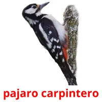 pajaro carpintero Bildkarteikarten