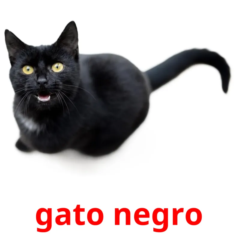 Gato negro interactive worksheet