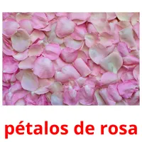 pétalos de rosa flashcards illustrate