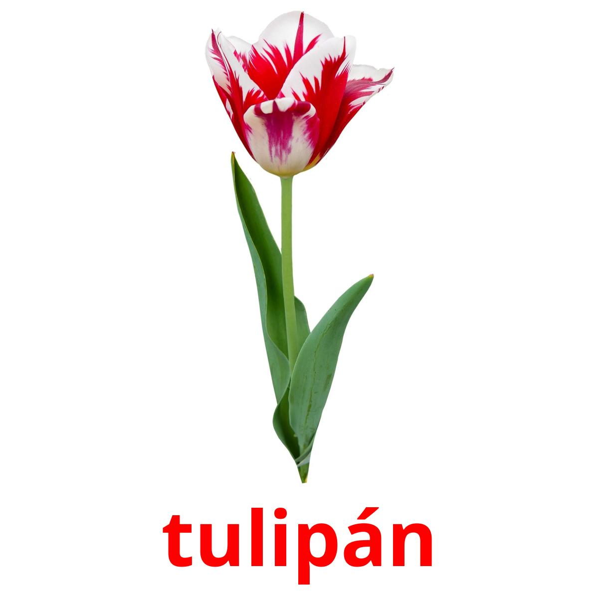 Один тюльпан