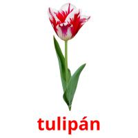 tulipán Tarjetas didacticas