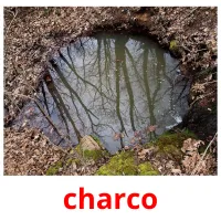 charco cartões com imagens