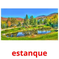 estanque cartões com imagens